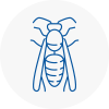 Gloucestershire Wasp Nest Removal